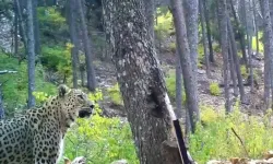 Anadolu parsının en net görüntüsü! Fotokapanla görüntülendi