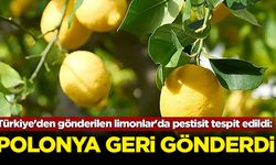 Türkiye'den gönderilen limonlar'da pestisit tespit edildi