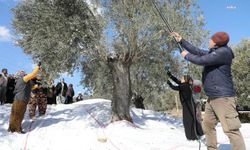 Edremit'te geleneksel zeytin hasat sonu “Meci Şenliği” yapıldı