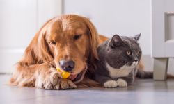 Çiplendirme süresi yıl sonuna kadar uzatıldı: Kedi ve köpek sahipleri dikkat!