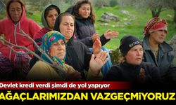 Devlet önce kredi verdi şimdi de yol yapıyor: Ağaçlarımızdan vazgeçmiyoruz!