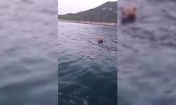 Sinop’ta yüzen ayı görüntülendi