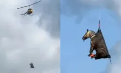 Firari zebra helikopterle yakalandı