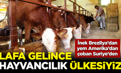 İnek Brezilya’dan, yem ABD'den, çoban Suriye’den... Hayvancılık ölüyor