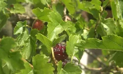 Türkiye'nin ilk bonsai müzesinde hasat başladı