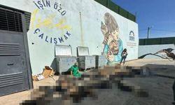 Gebze'de hayvan katliamına ilişkin 7 kamu görevlisi hakkında soruşturma izni verilmedi