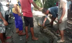 Dev piton, 61 yaşındaki çiftçiyi canlı canlı yuttu