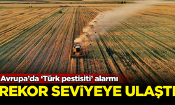Avrupa’da ‘Türk pestisiti’ alarmı! Rekor seviyeye ulaştı
