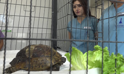 İzmir’de yangından kurtarılan kaplumbağanın tedavisi sürüyor