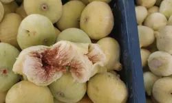 Mersin Mut’ta incir hasadı sezonu orta noktada: Fiyatlar üreticiyi memnun etti