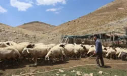 Şimdi de çoban baronları ortaya çıktı