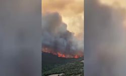 Bursa Yenişehir'de orman yangını