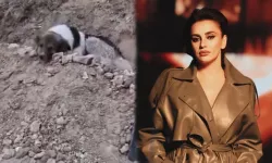 Ceylan Ertem, mezar başından ayrılmayan köpeği sahiplendi