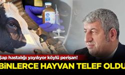 Şap hastalığı yayılıyor köylü perişan! Binlerce hayvan telef oldu