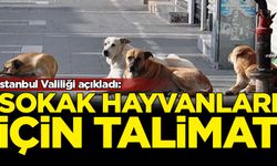 İstanbul Valiliği açıkladı: Sokak hayvanları için talimat