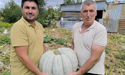 Afyonkarahisar'da kilo 10 TL alınıyor: Hasadı başladı