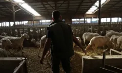 Yunanistan’da yeni salgın! Çiftçiler perişan...