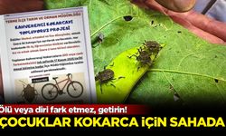 Çocuklar kokarca için sahada: Ölü veya diri fark etmez, getirin!