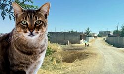 Diyarbakır’da kuduz vakası: 4 yaşındaki çocuk entübe edildi