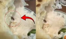 Lüks restoranda mide bulandıran görüntü! Sandviçin içinden canlı solucan çıktı