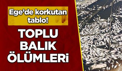 Büyük Menderes Havzası'nda toplu balık ölümleri