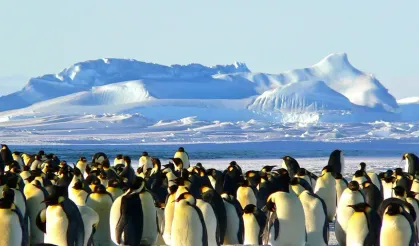Yabani hayat tehlikede: Antarktika'da ilk kez tespit edildi!