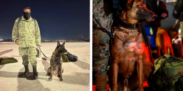 Meksika’dan gelen arama-kurtarma köpeği Proteo, yaşamını yitirdi