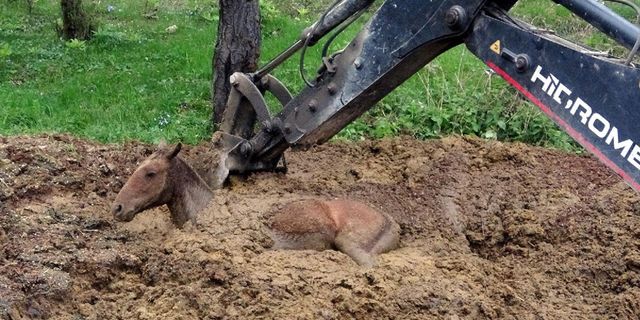 Hayvan gübresi yığınına saplanan at, böyle kurtarıldı