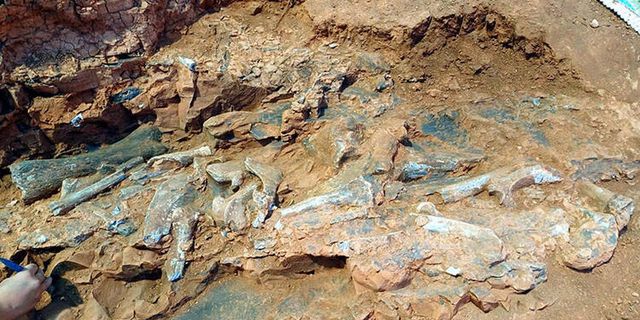 Denizli’de, 9 milyon yıl öncesine ait hayvan fosilleri bulundu