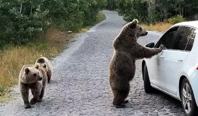 Uyarılara aldırmayan vatandaşlar ayıları elle besleyip, selfi çekiyorlar