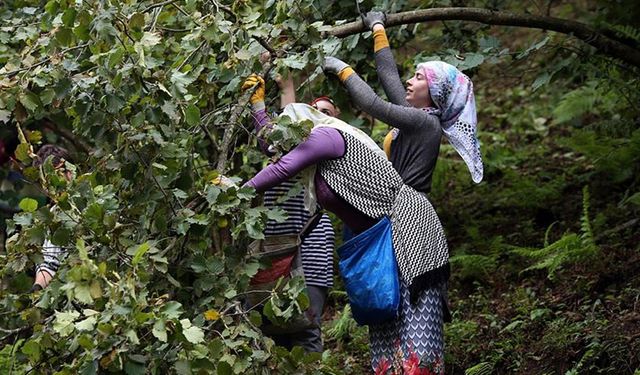 Türkiye'nin fındık ihracatının yüzde 31'i Trabzon'dan