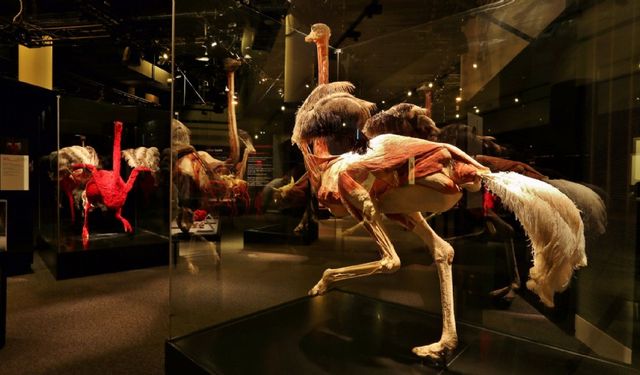 'Gerçek Hayvanların Anatomi Sergisi' İstanbul'da