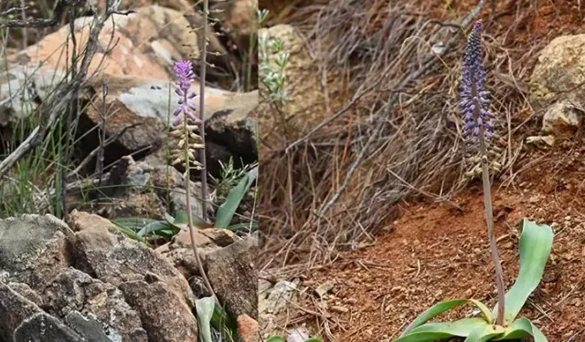 Muğla'da yeni bir bitki türü keşfedildi