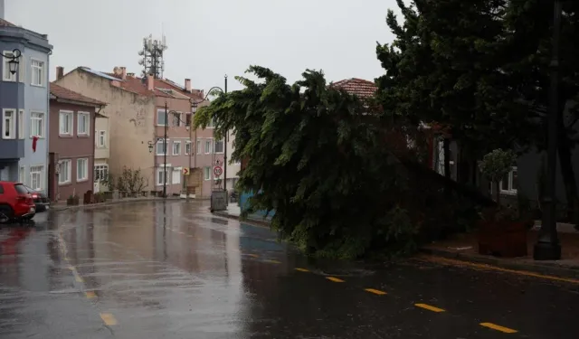 İstanbul'da sağanak ve fırtına: Sarıyer'de ağaçlar yola devrildi