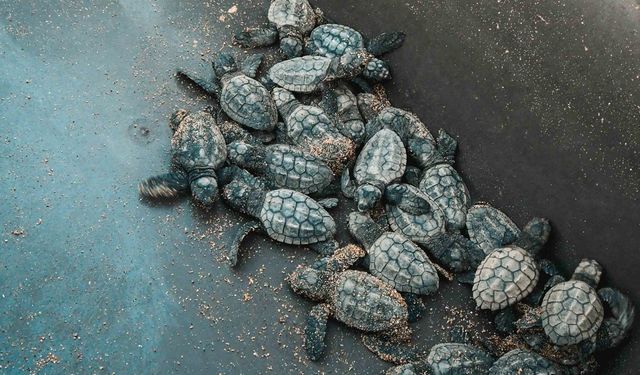 35 bin caretta caretta mavi sularla buluştu