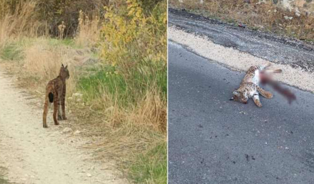 Nesli tükenmekte olan vaşak, Ankara'da araba çarpması sonucu öldü