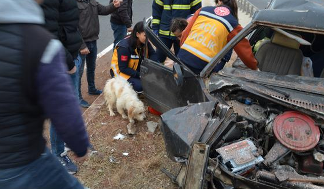 Vefalı köpek, kaza yapan ailesinin başından bir an bile ayrılmadı