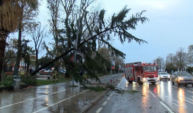 Maltepe'de şiddetli rüzgar nedeniyle ağaç devrildi