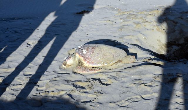 Sinop’ta sahilde ölü caretta caretta bulundu