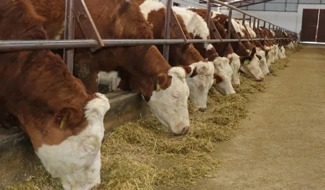 Bartın'da şap hastalığı alarmı! Köylere giriş çıkışlar kısıtlandı