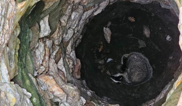 Çanakkale'de 7 metrelik kuyuya düşen porsuk kurtarıldı