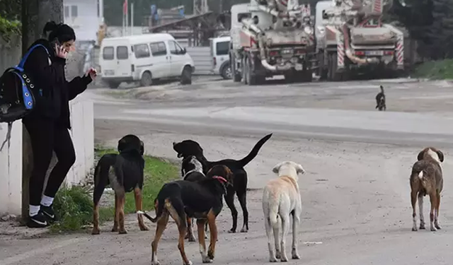 AYM, sokak hayvanlarına 'ötanazi'yi de öngören yasayı görüşecek