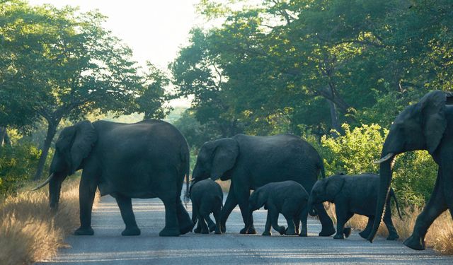 Zimbabve'de onlarca fil susuzluktan öldü