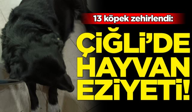 Çiğli’de hayvan eziyeti: 13 köpek zehirlendi