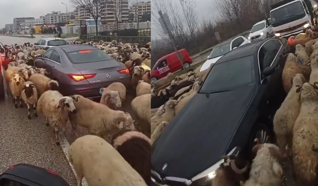 Ana yola çıkan koyun sürüsü, trafiği alt üst etti