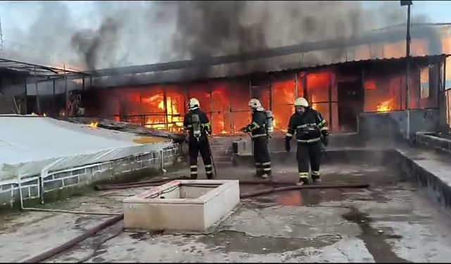 Güvercin otelinde çıkan yangında 300 kuş öldü