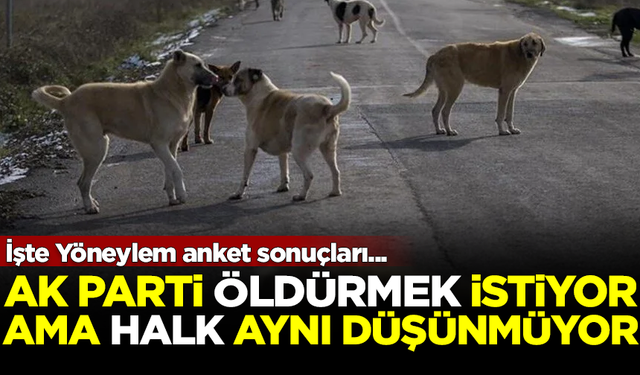 AK Parti iktidarı sokak köpeklerini öldürmek istiyor, ama halk aynı görüşte değil! İşte anket sonuçları...