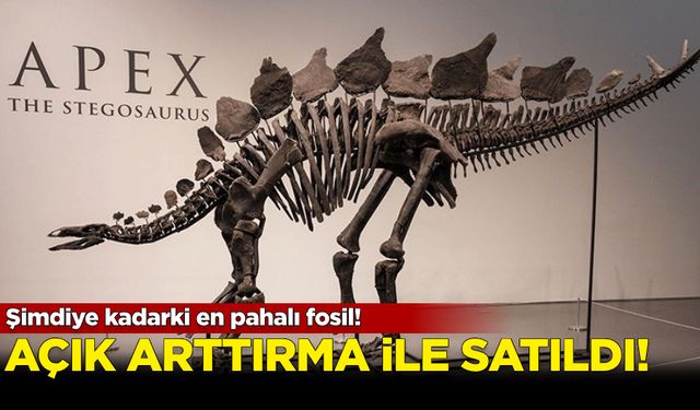 Şimdiye kadarki en pahalı fosil! Açık arttırma ile satıldı...