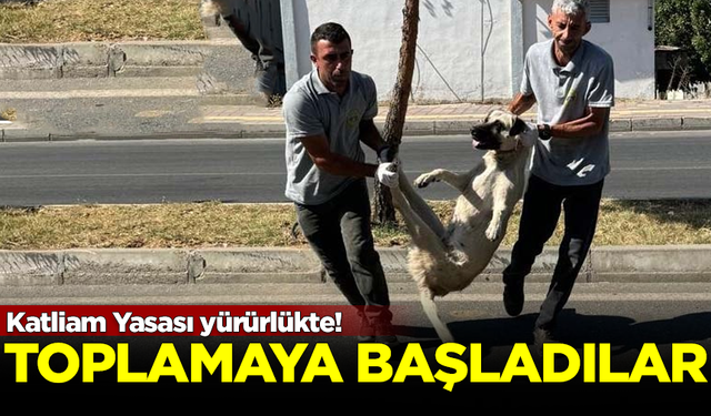 Katliam Yasası yürürlükte! Sokak köpeklerini toplamaya başladılar