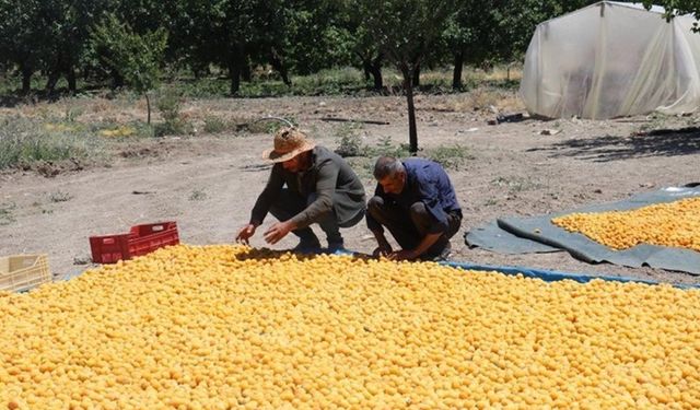 Binlerce aile para bu işten kazanyor! 115'den fazla ülkeye ihracat...